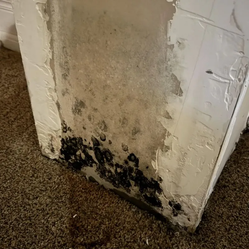 Professional Mold Removal in Kent County, TX